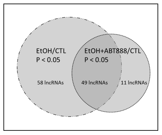 Ethanol- and PARP-Mediated Regulation of Ribosome-Associated Long Non-Coding RNA (lncRNA) in Pyramidal Neurons.