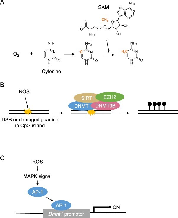 Inheritance of environment-induced phenotypic changes through epigenetic mechanisms.