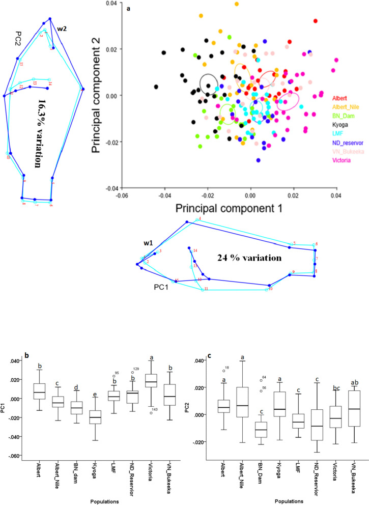 Exploring the morphological dynamics of Nile tilapia (Oreochromis niloticus Linn. 1758) in Victoria Nile as depicted from geometric morphometrics.