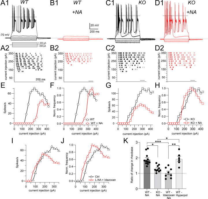The Na<sup>+</sup> leak channel NALCN controls spontaneous activity and mediates synaptic modulation by α2-adrenergic receptors in auditory neurons.