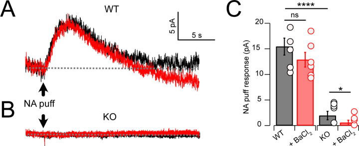 The Na<sup>+</sup> leak channel NALCN controls spontaneous activity and mediates synaptic modulation by α2-adrenergic receptors in auditory neurons.