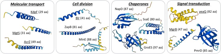 Exposing the small protein load of bacterial life.