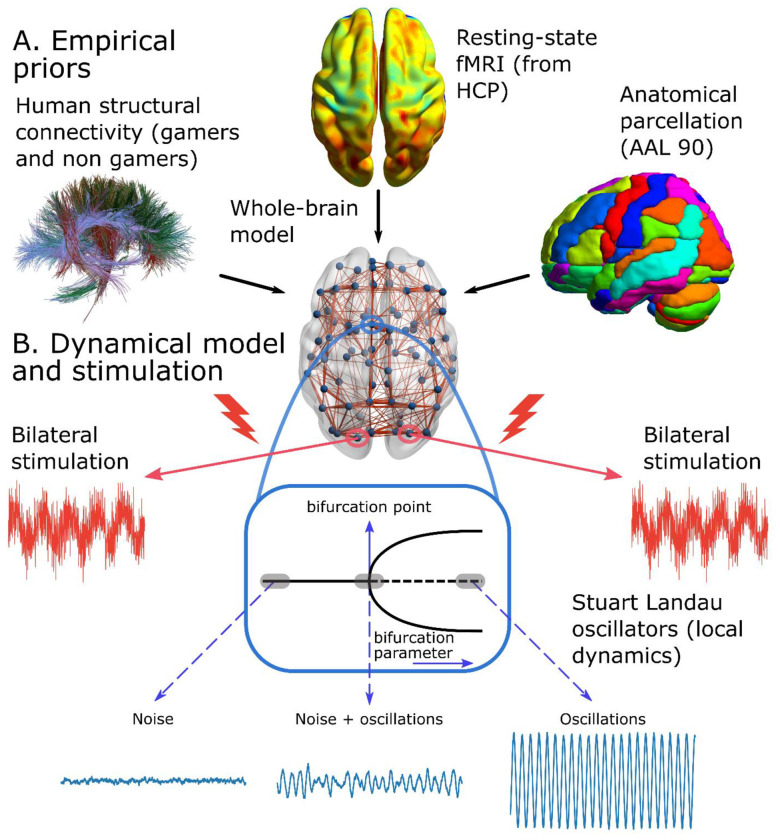 Gaming expertise induces meso-scale brain plasticity and efficiency mechanisms as revealed by whole-brain modeling Gaming expertise, neuroplasticity and functional dynamics.