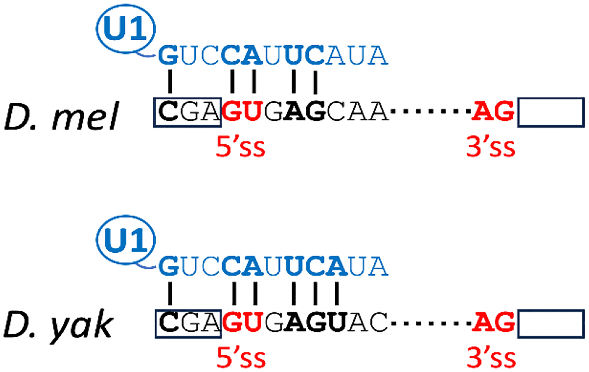 Did a small thermosensitive intron contribute to the temperate adaptation of <i>Drosophila melanogaster</i>?