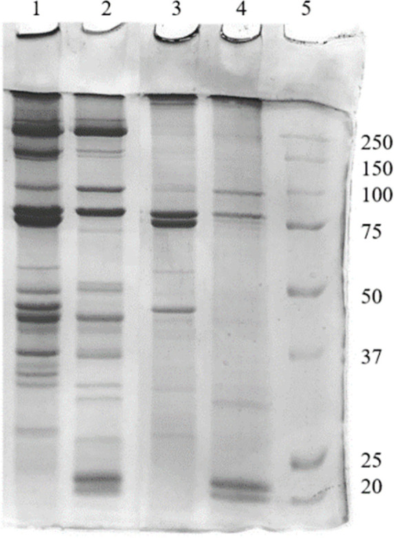 Evaluation of Gelation Properties of Salt-Soluble Proteins Extracted from <i>Protaetia brevitarsis</i> Larvae and <i>Tenebrio molitor</i> Larvae and Application to Pork Myofibrillar Protein Gel System.