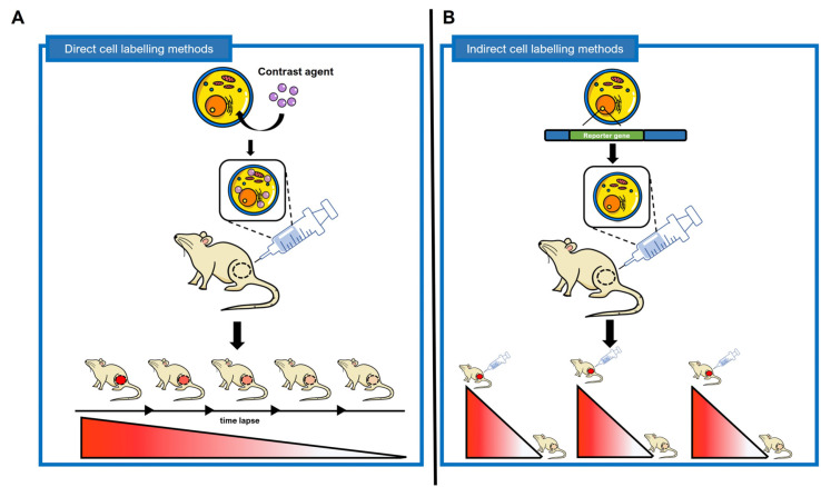 <i>In Vivo</i> Stem Cell Imaging Principles and Applications.