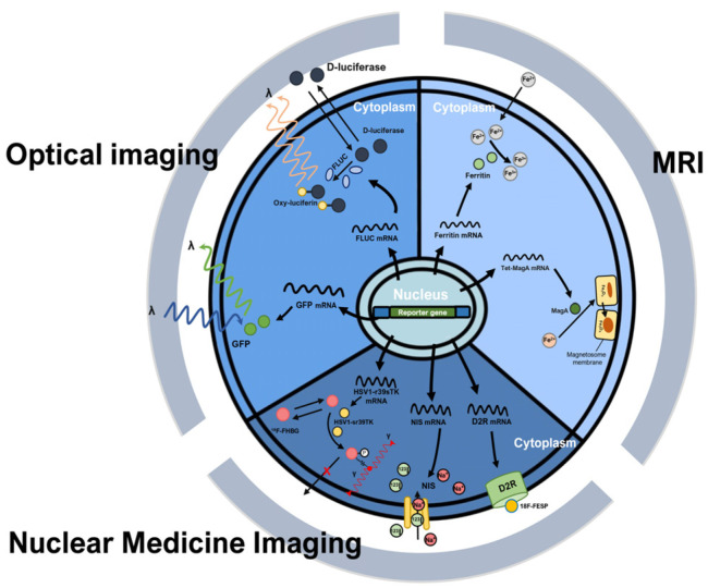 <i>In Vivo</i> Stem Cell Imaging Principles and Applications.