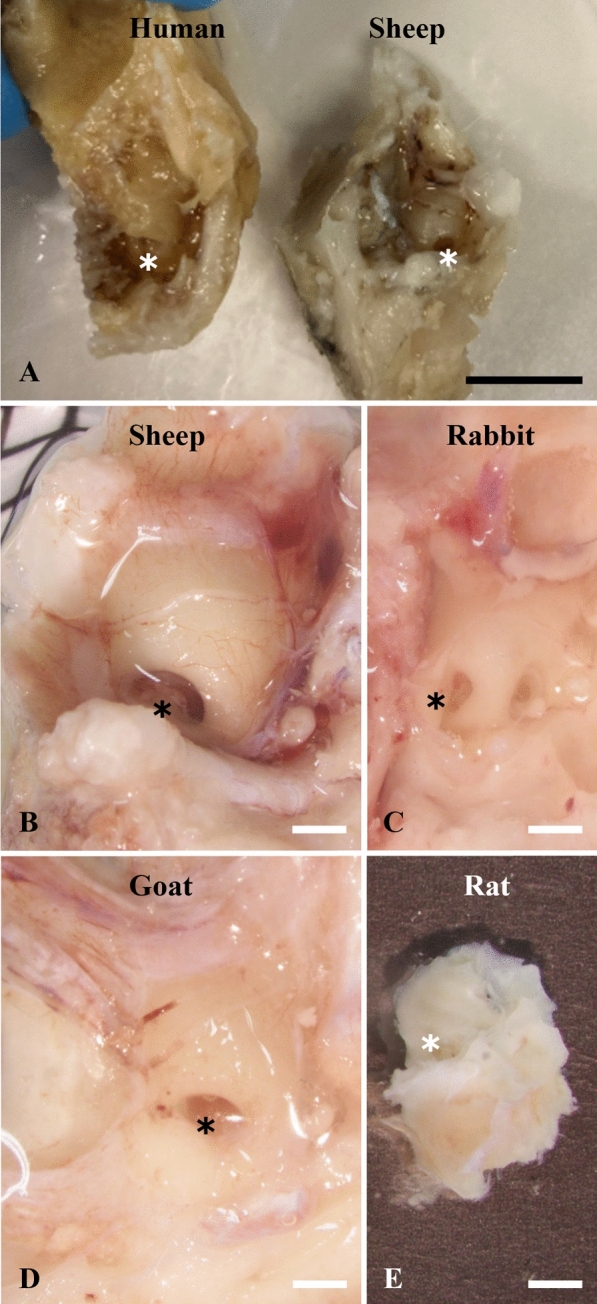 Sheep as a large animal model for hearing research: comparison to common laboratory animals and humans.