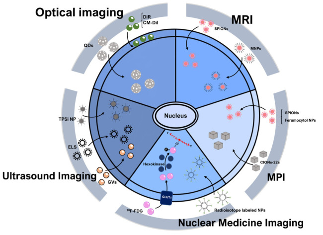 <i>In Vivo</i> Stem Cell Imaging Principles and Applications.