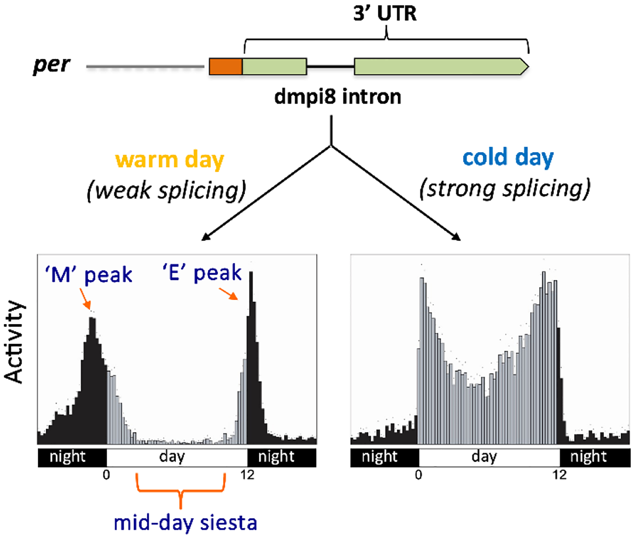 Did a small thermosensitive intron contribute to the temperate adaptation of <i>Drosophila melanogaster</i>?