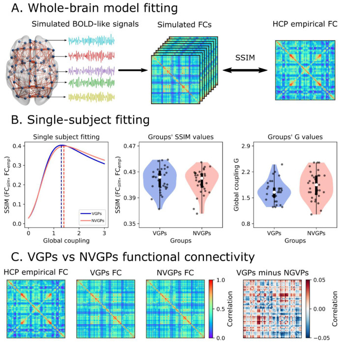 Gaming expertise induces meso-scale brain plasticity and efficiency mechanisms as revealed by whole-brain modeling Gaming expertise, neuroplasticity and functional dynamics.