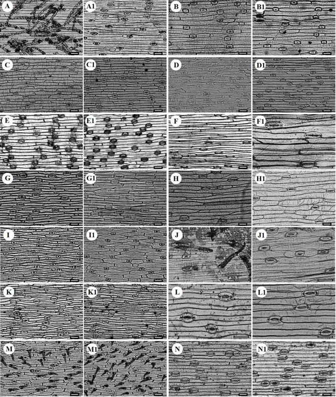 Taxonomic implications of leaf morphology and epidermal anatomy for 14 species of Gagea (Liliaceae) from Xinjiang, China.
