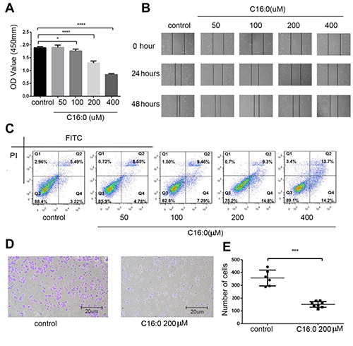 Regulatory roles of ACSL5 in the anti-tumor function of palmitic acid (C16:0) <em>via</em> the ERK signaling pathway.