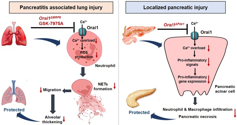 ORAI1 Crac Channel in Immune Cell is a Therapeutic Target for Pancreatitis-Associated Acute Lung Injury.