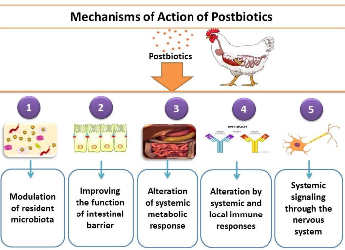 Use of Postbiotic as Growth Promoter in Poultry Industry: A Review of Current Knowledge and Future Prospects.