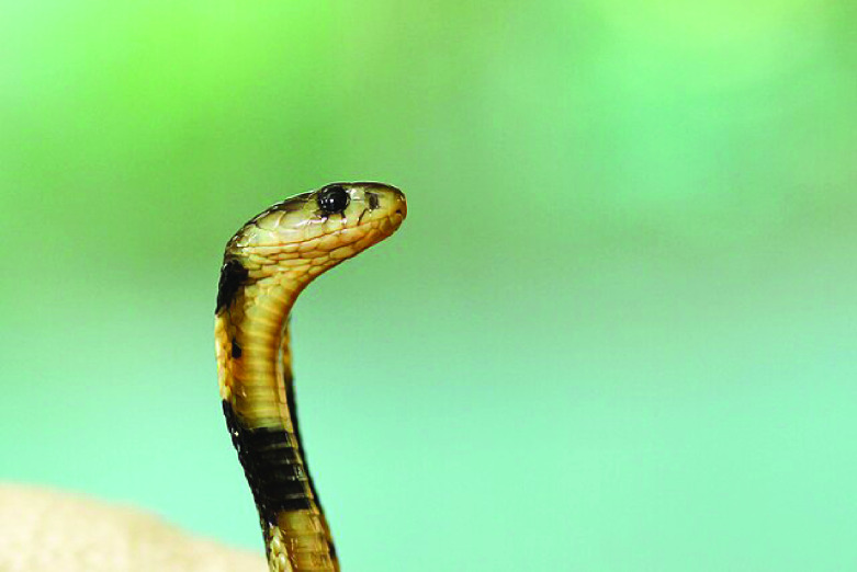 The genome assembly and annotation of the Chinese cobra, <i>Naja atra</i>.