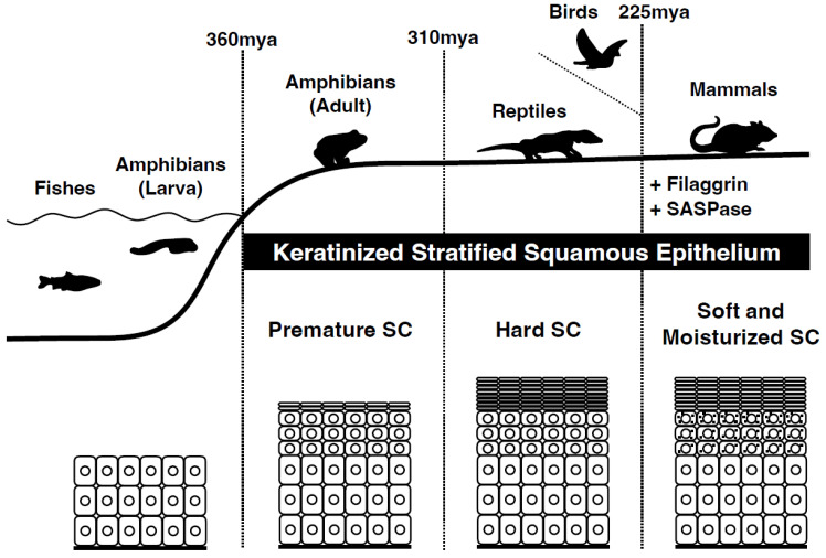 Epidermal Barrier Development via Corneoptosis: A Unique Form of Cell Death in Stratum Granulosum Cells.