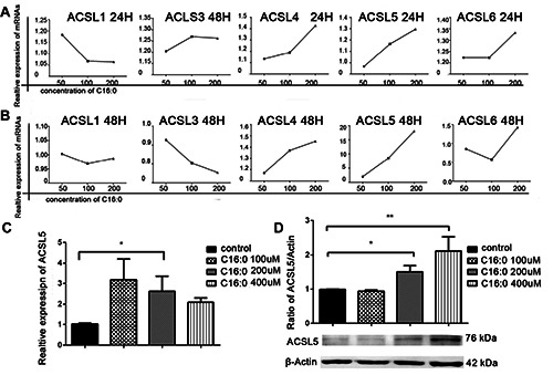 Regulatory roles of ACSL5 in the anti-tumor function of palmitic acid (C16:0) <em>via</em> the ERK signaling pathway.