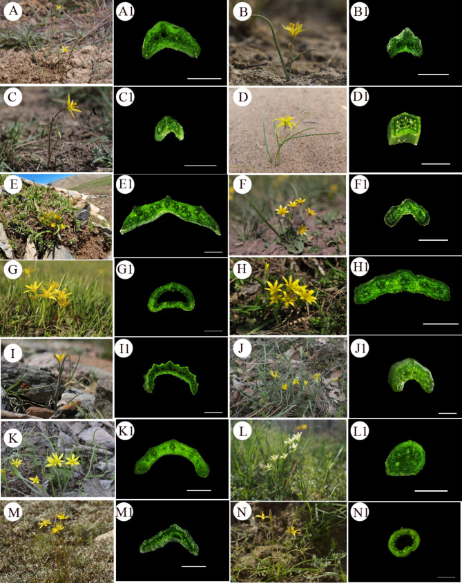 Taxonomic implications of leaf morphology and epidermal anatomy for 14 species of Gagea (Liliaceae) from Xinjiang, China.