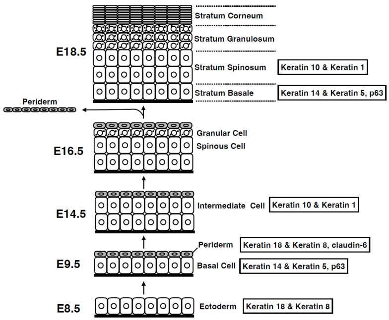 Epidermal Barrier Development via Corneoptosis: A Unique Form of Cell Death in Stratum Granulosum Cells.