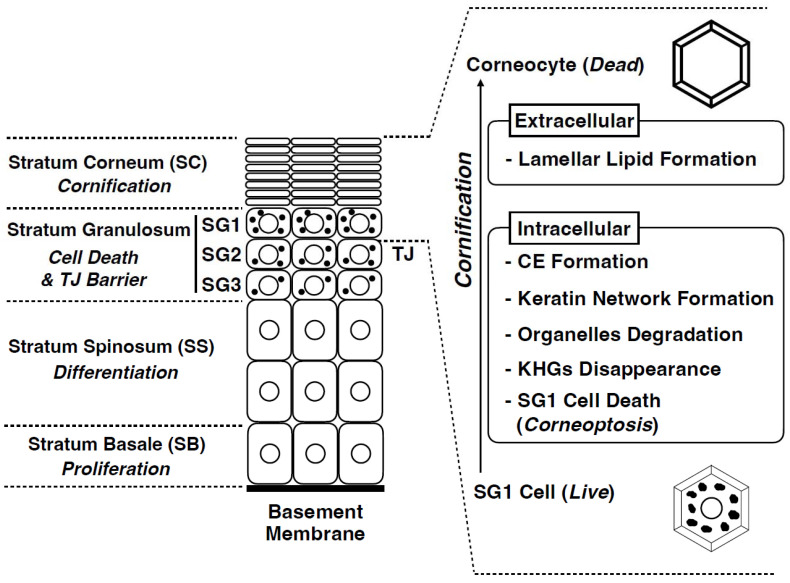Epidermal Barrier Development via Corneoptosis: A Unique Form of Cell Death in Stratum Granulosum Cells.
