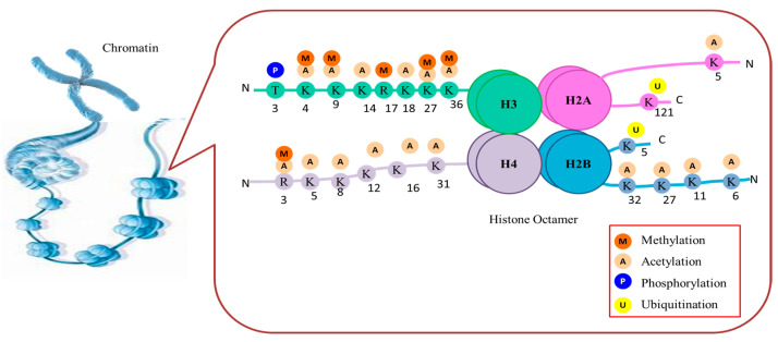 Post-Translational Modifications in Histones and Their Role in Abiotic Stress Tolerance in Plants.