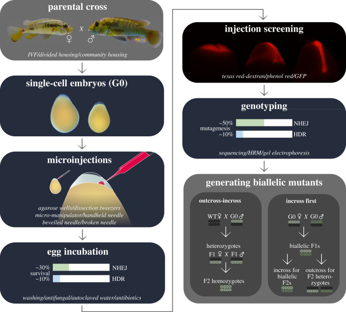 Genome editing in East African cichlids and tilapias: state-of-the-art and future directions.
