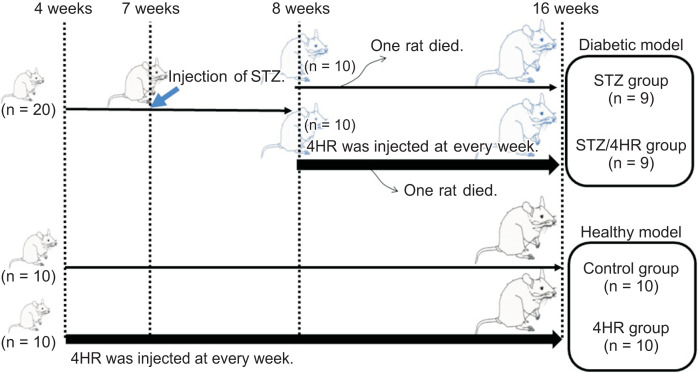 Effects of 4-hexylresorcinol on facial skeletal development in growing rats: Considerations for diabetes.