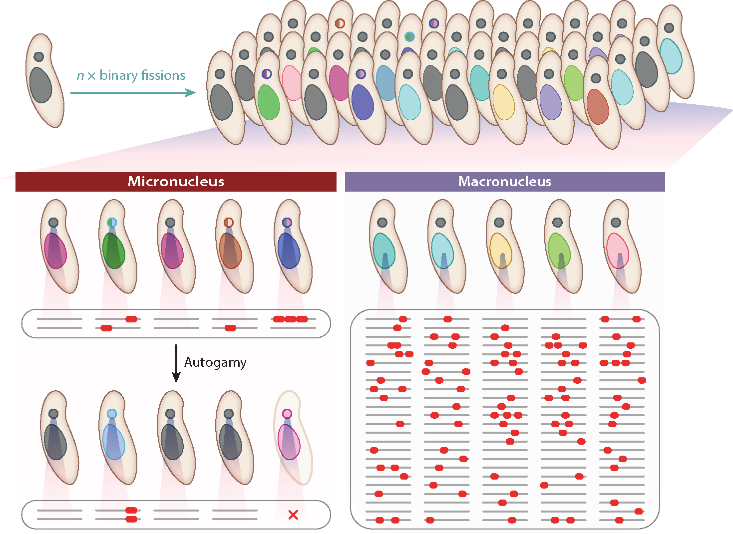<i>Paramecium</i> Genetics, Genomics, and Evolution.