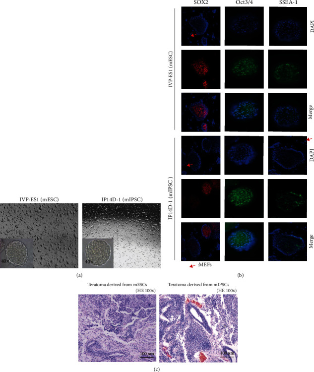 Immunization with Embryonic Stem Cells/Induced Pluripotent Stem Cells Induces Effective Immunity against Ovarian Tumor-Initiating Cells in Mice.