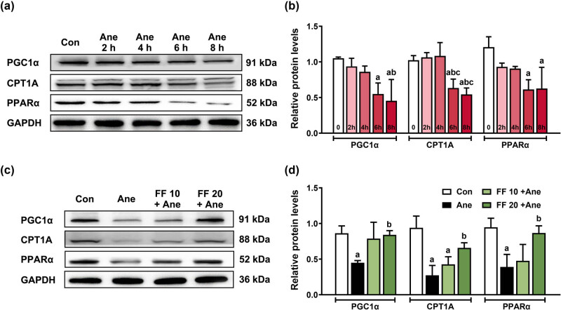 PPARα agonist fenofibrate prevents postoperative cognitive dysfunction by enhancing fatty acid oxidation in mice.