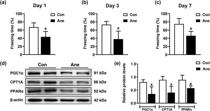 PPARα agonist fenofibrate prevents postoperative cognitive dysfunction by enhancing fatty acid oxidation in mice.