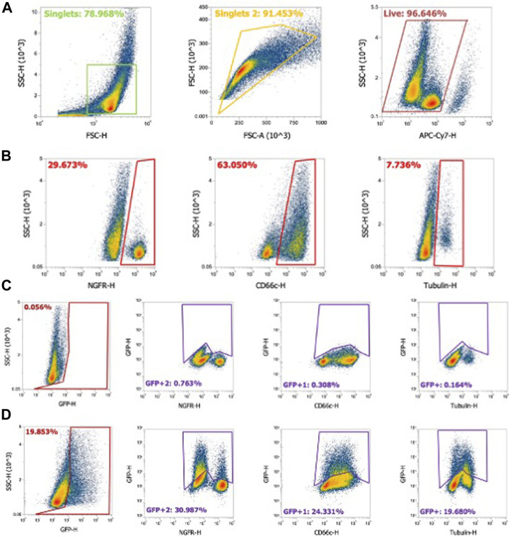 Reciprocal mutations of lung-tropic AAV capsids lead to improved transduction properties.