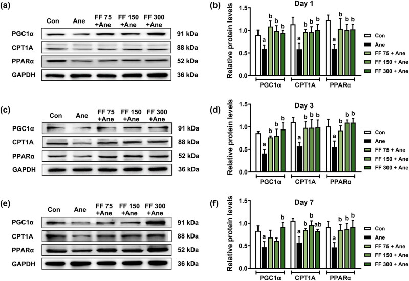 PPARα agonist fenofibrate prevents postoperative cognitive dysfunction by enhancing fatty acid oxidation in mice.