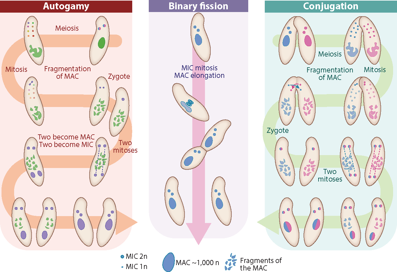 <i>Paramecium</i> Genetics, Genomics, and Evolution.