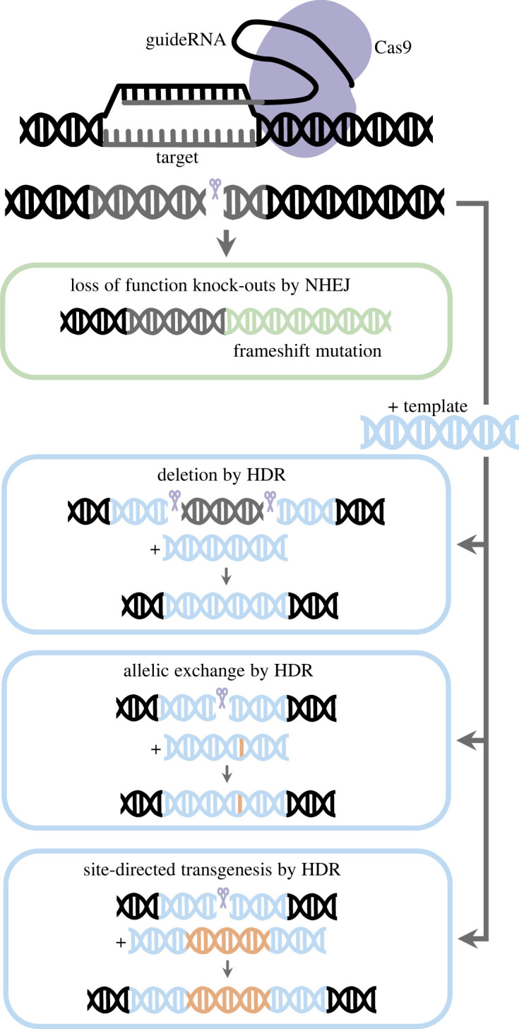 Genome editing in East African cichlids and tilapias: state-of-the-art and future directions.