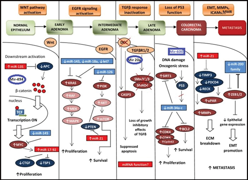 The Clinical Significance of MicroRNAs in Colorectal Cancer Signaling Pathways: A Review.