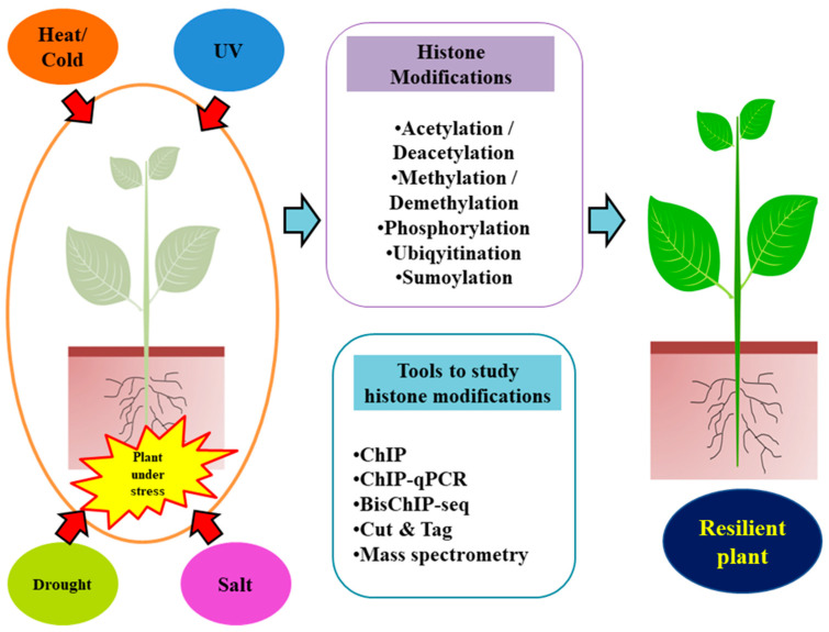 Post-Translational Modifications in Histones and Their Role in Abiotic Stress Tolerance in Plants.