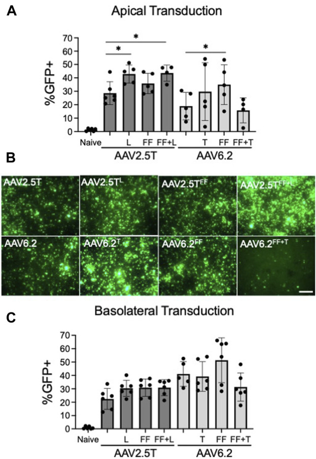 Reciprocal mutations of lung-tropic AAV capsids lead to improved transduction properties.
