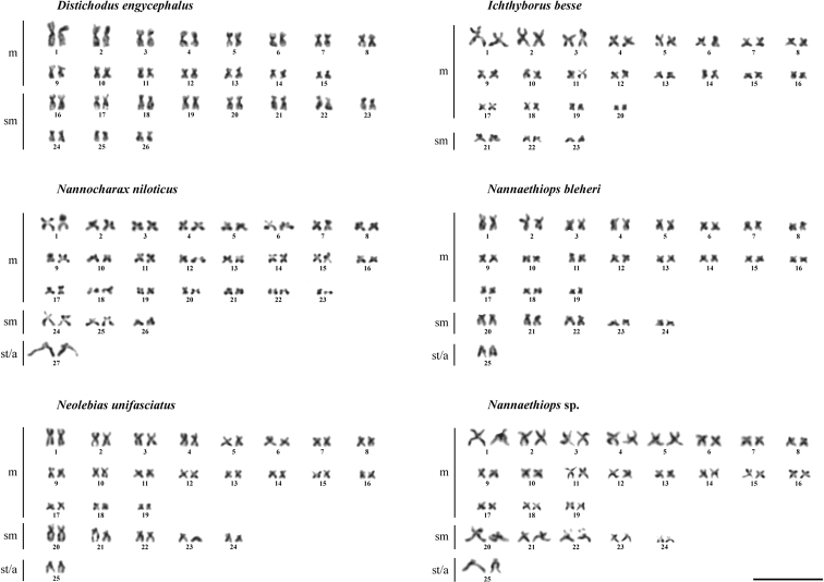 ﻿Divergent karyotypes in five genera of the African endemic fish family Distichodontidae (Cithariniformes, Osteichthyes).