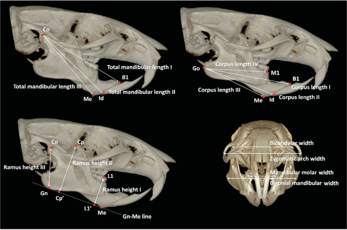 Effects of 4-hexylresorcinol on facial skeletal development in growing rats: Considerations for diabetes.