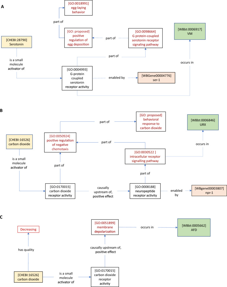 Semantic representation of neural circuit knowledge in Caenorhabditis elegans.