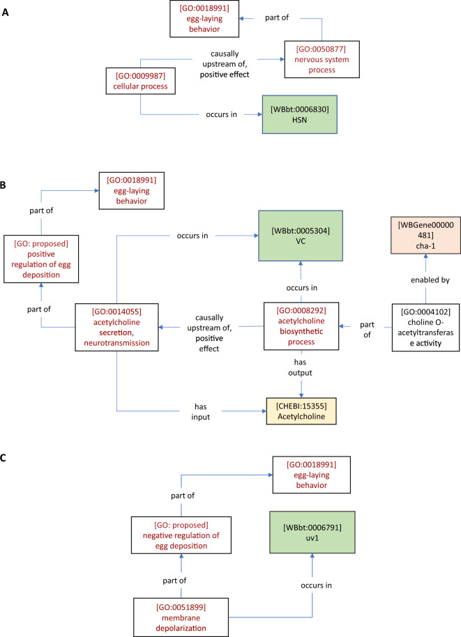 Semantic representation of neural circuit knowledge in Caenorhabditis elegans.