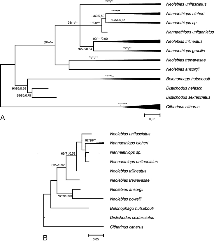 ﻿Divergent karyotypes in five genera of the African endemic fish family Distichodontidae (Cithariniformes, Osteichthyes).