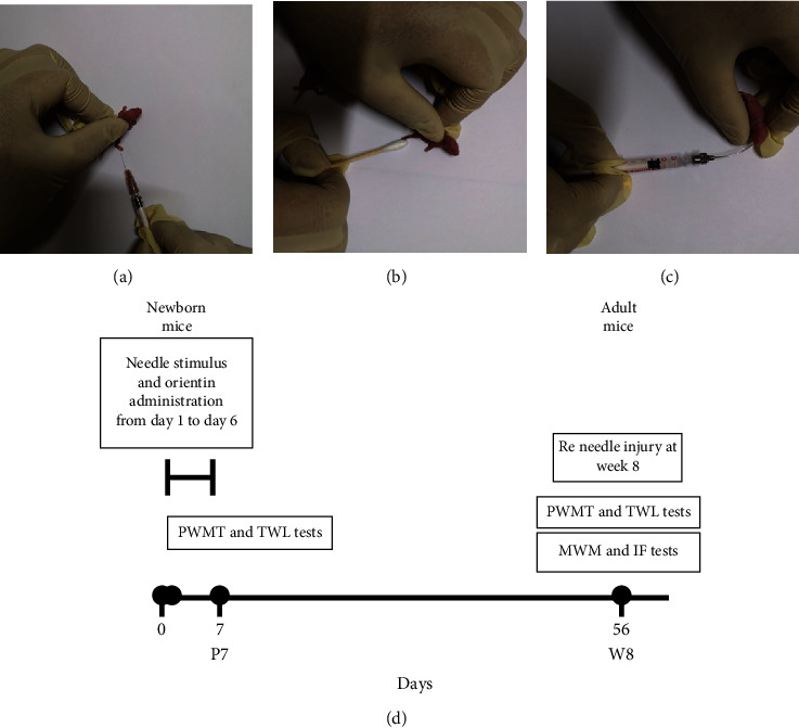 Orientin Reduces the Effects of Repeated Procedural Neonatal Pain in Adulthood: Network Pharmacology Analysis, Molecular Docking Analysis, and Experimental Validation.