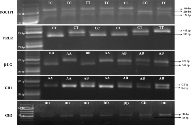 Milk-y Way: the impact of single-nucleotide polymorphisms on milk production traits in Kilis dairy goats.