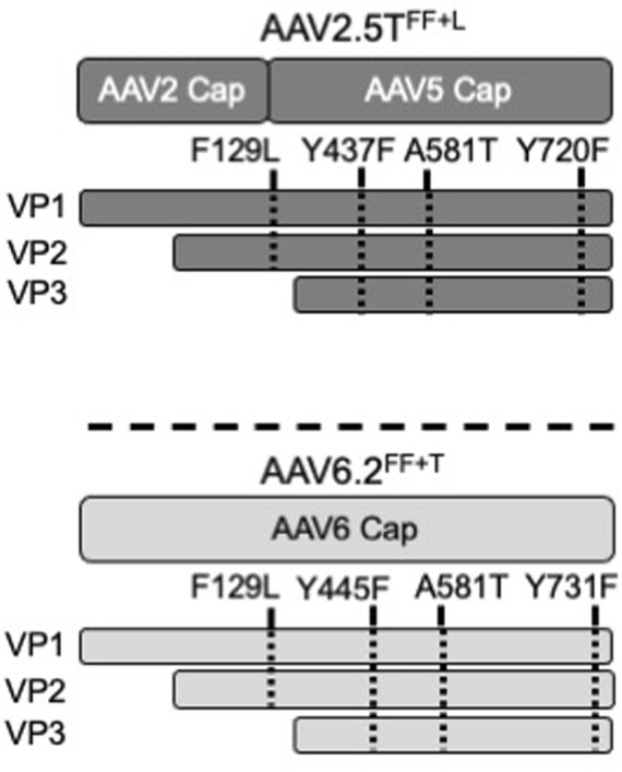 Reciprocal mutations of lung-tropic AAV capsids lead to improved transduction properties.