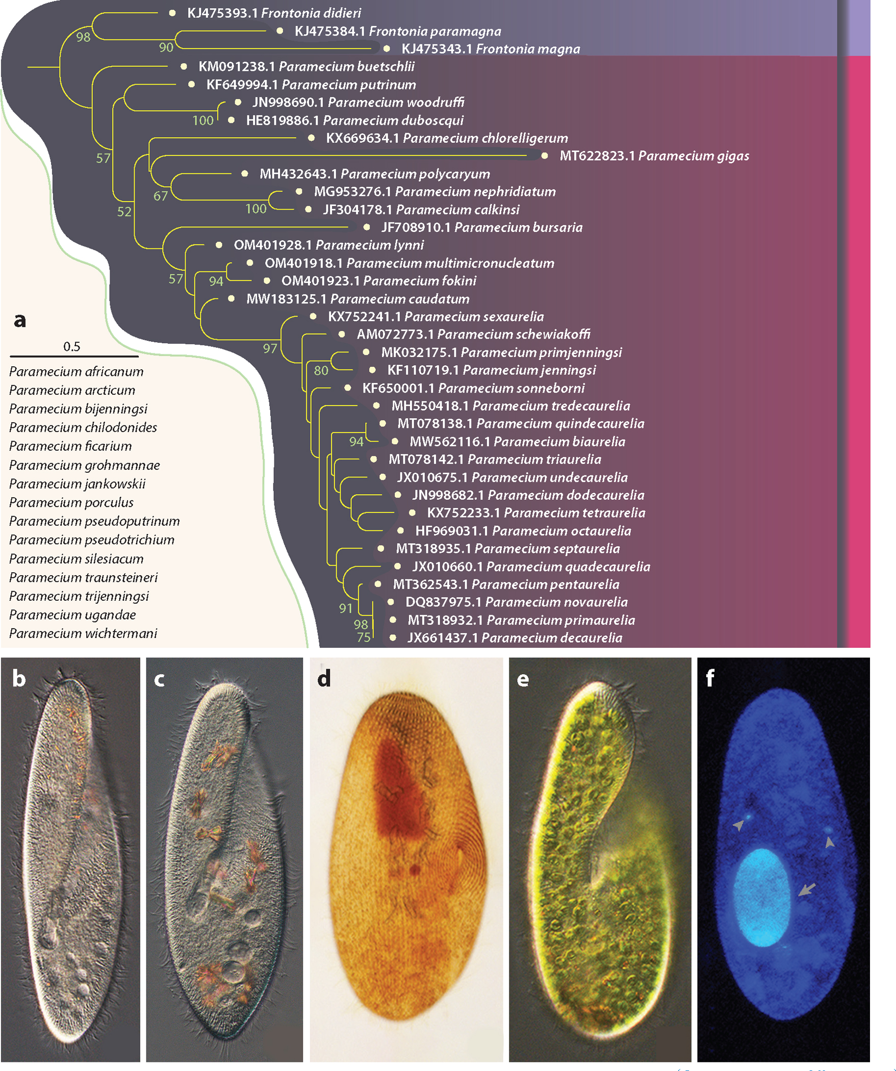 <i>Paramecium</i> Genetics, Genomics, and Evolution.