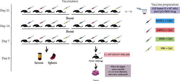 Immunization with Embryonic Stem Cells/Induced Pluripotent Stem Cells Induces Effective Immunity against Ovarian Tumor-Initiating Cells in Mice.