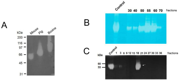 Industrialization possibilities of purified pig sperm hyaluronidase.
